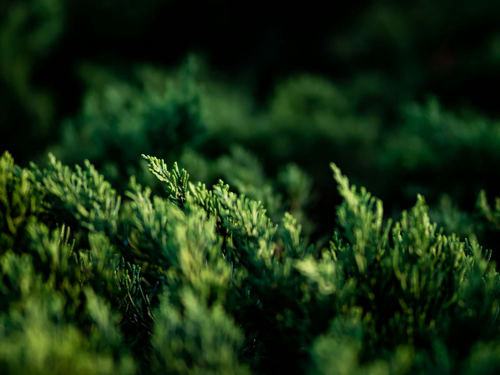 Evergreen hedge detail with crisp, healthy growth.